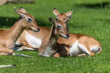 Gruppe Rehe