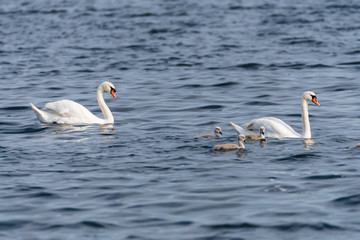 junge Familie aus Schwänen