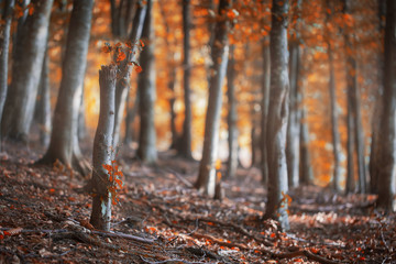 Autumn beech forest, autumnal scene with beech trees with colorful orange leaves