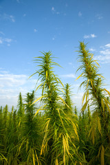 Obraz premium Cannabispflanzen