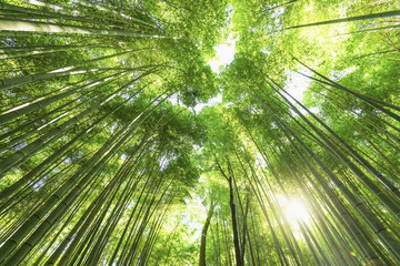Bamboo forest in Arashiyama ,Japan