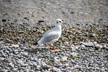 black-headed gull