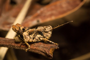 Grasshopper on nature leaves as background