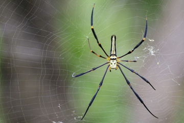 Image of Spider Nephila Maculata, Gaint Long-jawed Orb-weaver (female) in the net. Insect Animal
