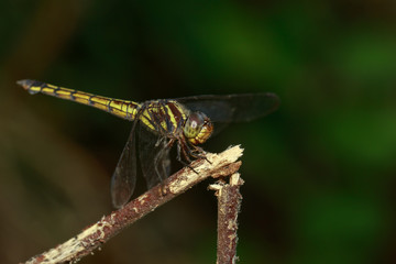 Image of crimson dropwing dragonfly(female)/Trithemis aurora on a branch on nature background. Insect. Animal