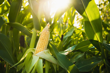 Close up of food corn on green field