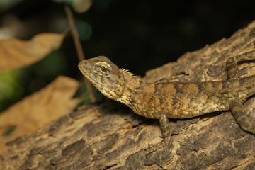 Image of brown chameleon on tree. Reptile. Animal.