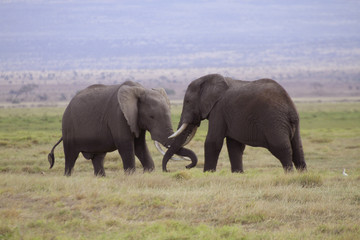 Kämpfende Elefanten, Jungtiere, (Loxodonta africana), Amboseli Nationalpark, Kenia, Ostafrika