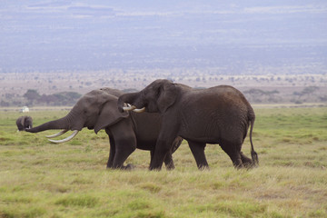 Naklejka na ściany i meble Afrikanische Elefanten (Loxodonta africana), Amboseli Nationalpark, Kenia, Ostafrika