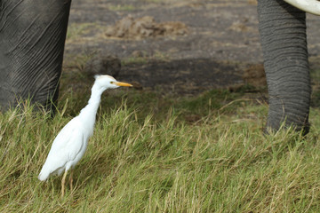 Kuhreiher zwischen Elefantenfüße, Amboseli Nationalpark, Kenia, Ostafrika