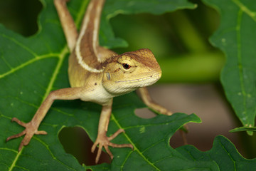Image of chameleon on a green leaf. Reptile