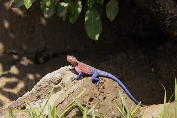 Siedleragame (Agama agama), Serengeti National Park, Tansania, Afrika