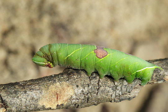Image of green caterpillar on a branch. Insect. Animal