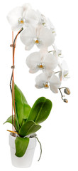  orchidée blanche, fond blanc