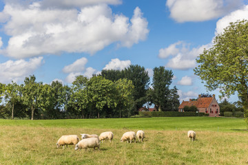 Fototapeta na wymiar Dutch landscape with sheep near the village of Wetsinge