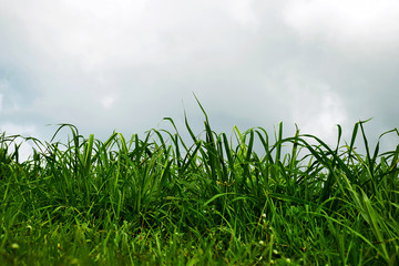 Fototapeta premium Green grass in nature beautiful landscape