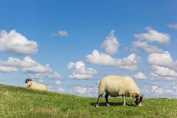 White sheep on a dutch dike near Groningen