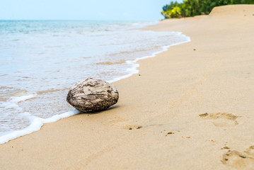 Kokosnuss am Strand mit Meer
