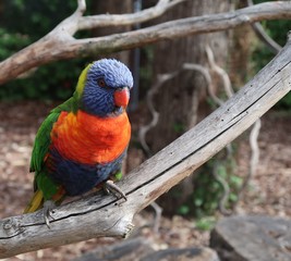 Rainbow lorikeet on a tree branch