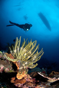 Indonesia, Lesser Sunda Islands, West Nusa Tenggara, Gili Islands, Gili Trawangan