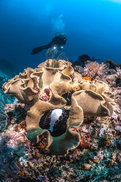 Indonesia, Lesser Sunda Islands, West Nusa Tenggara, Gili Islands, Gili Trawangan