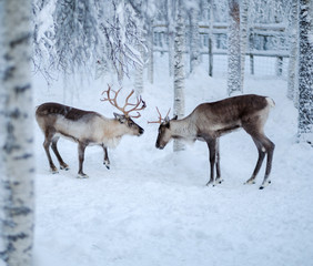 Reindeers in a winter landscape
