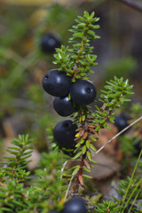 Schwarze Krähenbeeren in Schweden