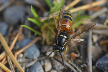Rote Wespe ( Vespula rufa )