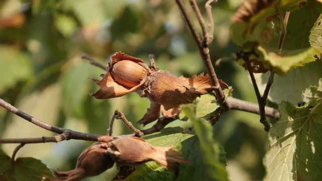 Organic fruit common hazel on tree branches - Orchard of Corylus avellana shallow DOF