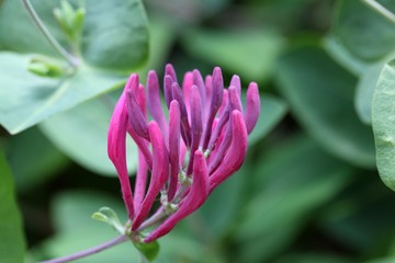 Italian woodbine (Lonicera caprifolium)