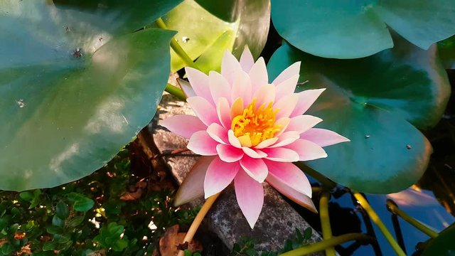 Close Up View in a Pond. Beautiful Pink Water Lily Flower (Odorata Luciana) - 4K Video

