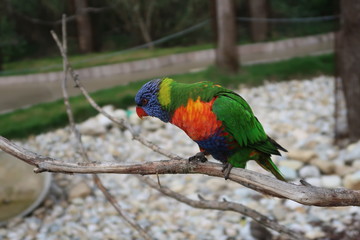 Rainbow lorikeet on a tree branch