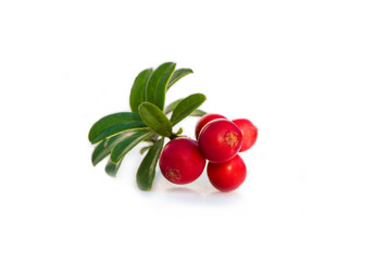 Cranberry (lingonberry) on white isolated background