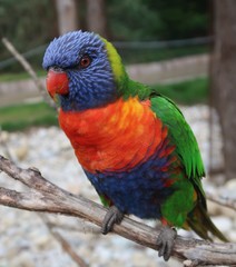 Rainbow lorikeet on a tree branch