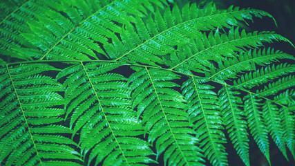 Natural background. Green fern leaves color backdrop.
