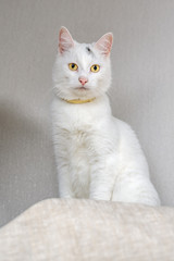 portrait of a white domestic cat