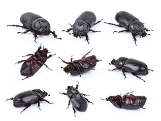 Beetles in nature ,Rhino beetle (Dynastinae) isolated on white background