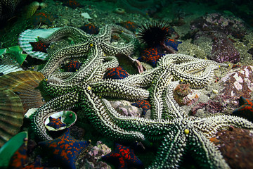 shell mussels on the sea bottom underwater photo