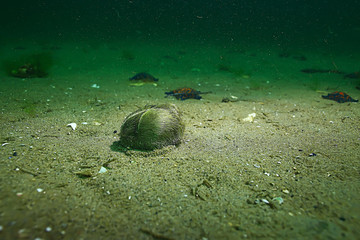 Obraz na płótnie Canvas shell mussels on the sea bottom underwater photo