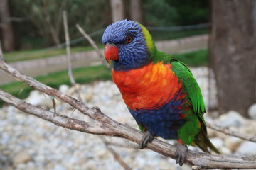 Rainbow lorikeet on a tree branch