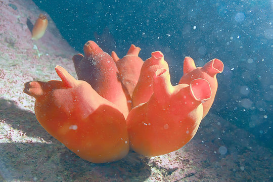 ascidia purple underwater photo coral reef