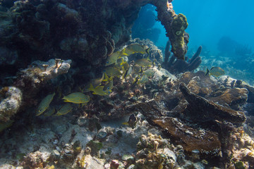 Fototapeta na wymiar French grunt under reef