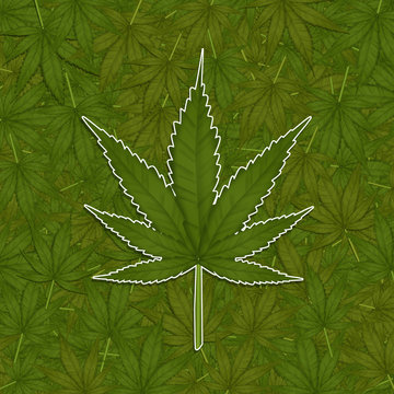 marijuana leaves field