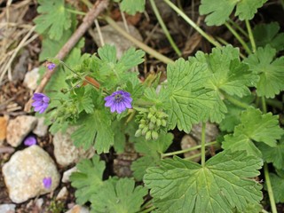Pyrenäen-Storchschnabel (Geranium pyrenaicum)