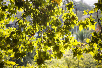hojas de arboles con tonalidades  y transparencias doradas por la luz del sol que las atraviesan.