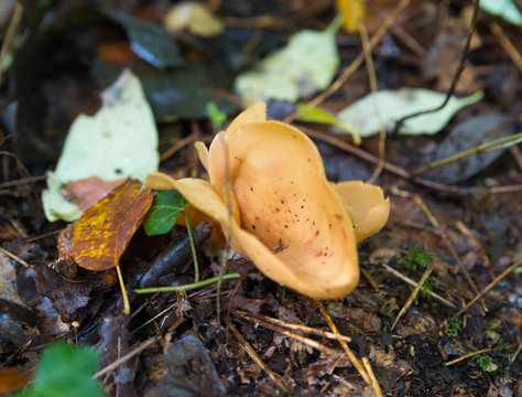 otidea onotica mushroom