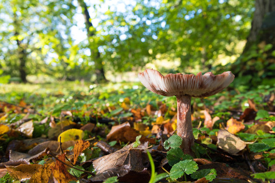 mushrooms in a park