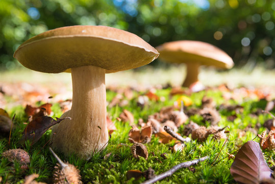edible mushrooms in forest