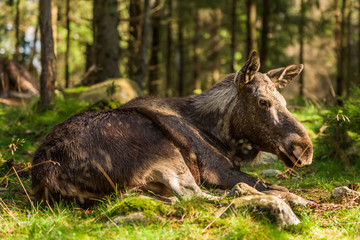 Fototapeta premium Moose (Alces alces) cow lying on forest floor.