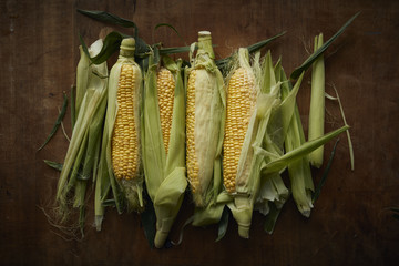 Maiskolben frisch geerntet